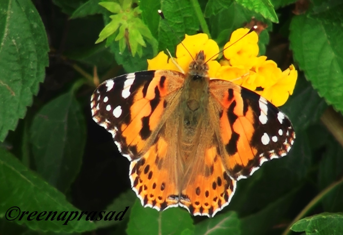 Painted Lady (5)